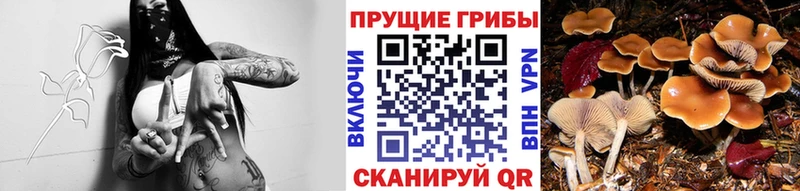 Псилоцибиновые грибы Magic Shrooms  Белореченск 